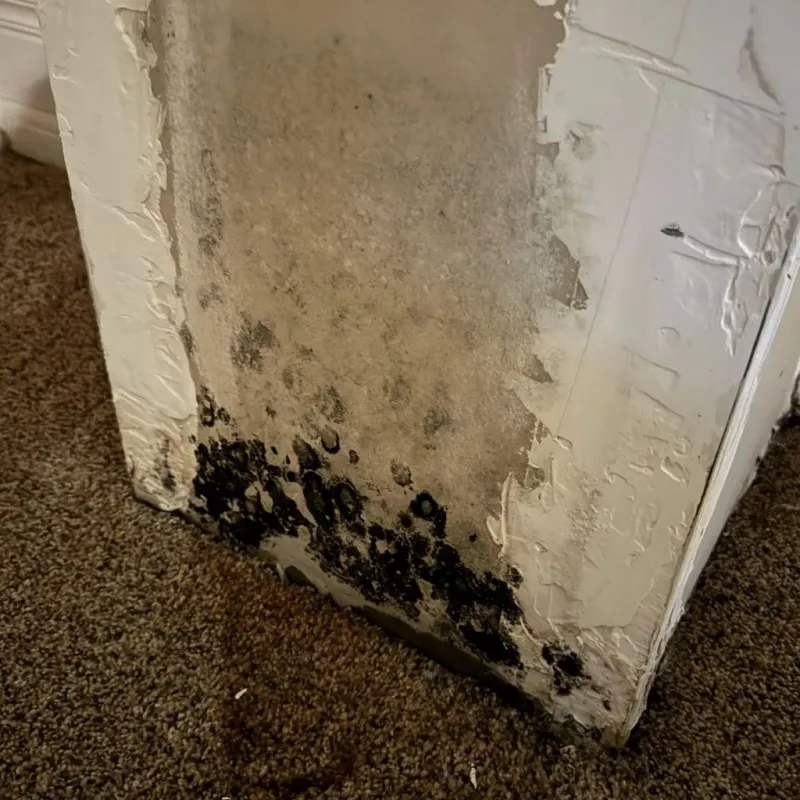 Professional Mold Removal in Vail, CO